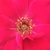Rouge - Rosiers floribunda - Anne Poulsen®